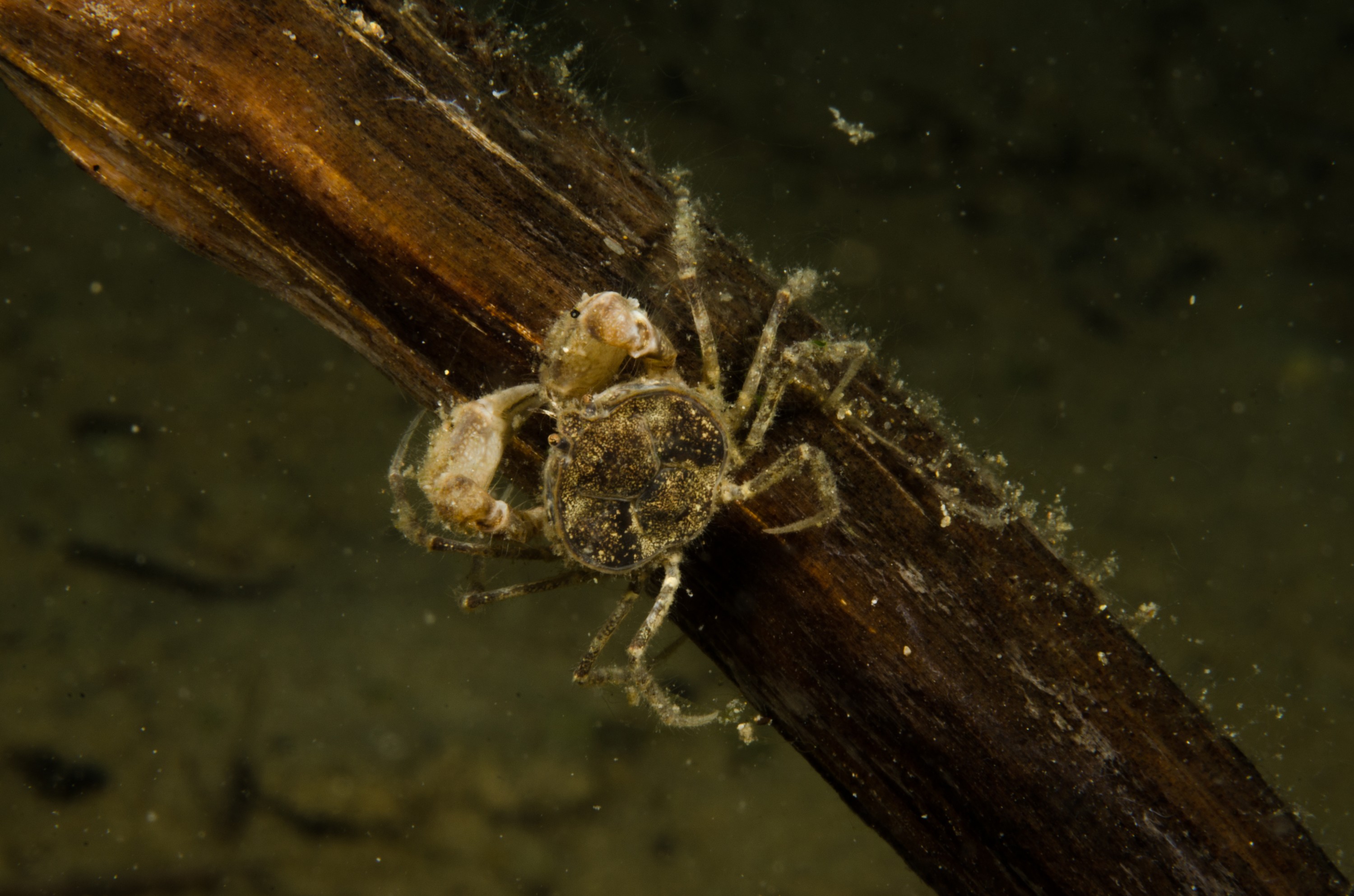 DSC_0937 – Amarnius lacustris, Crab, Northland NZ., crispin, freshwater, new, northland, nz, zealand, JAN17